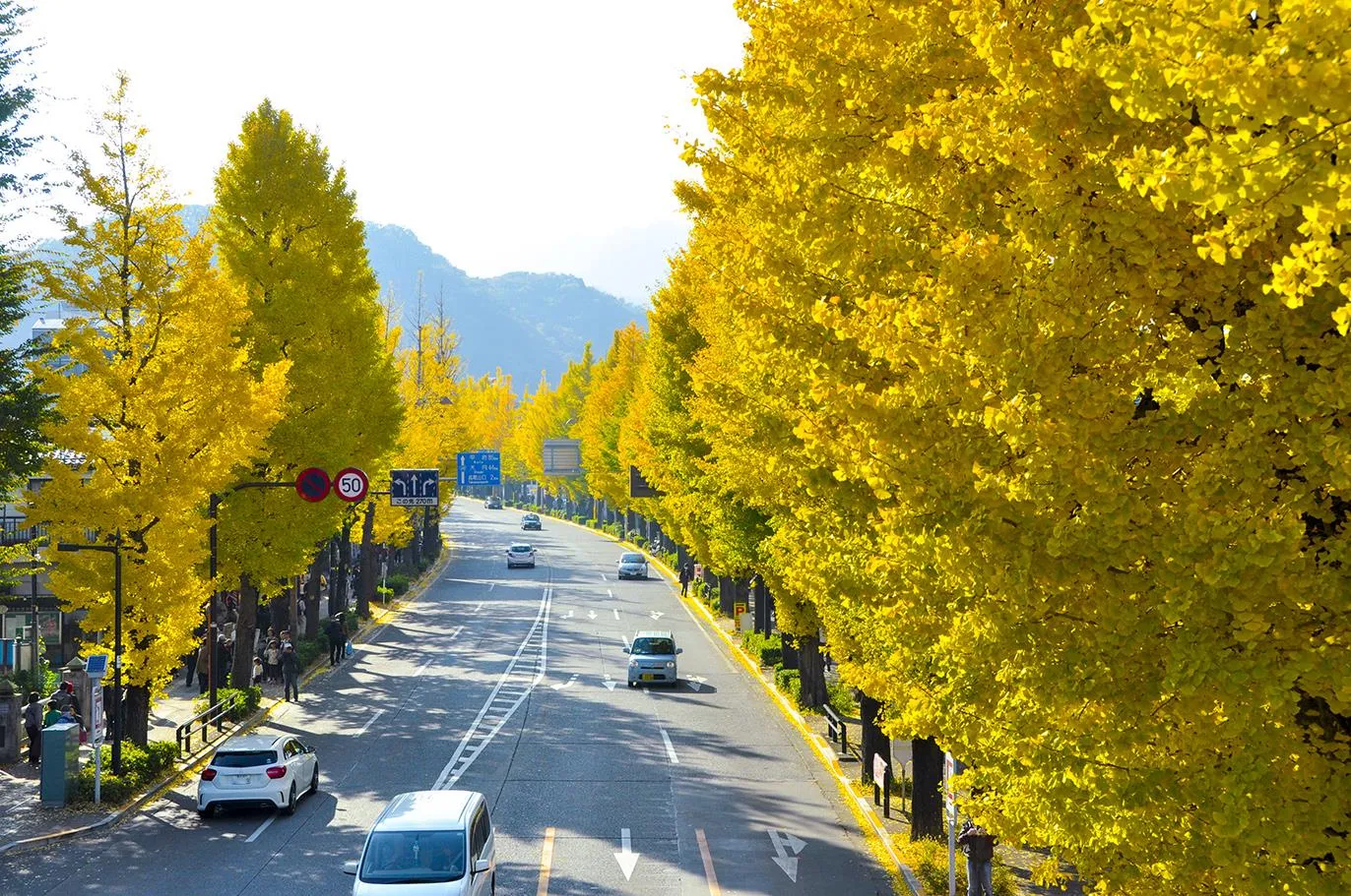 甲州街道のいちょう並木